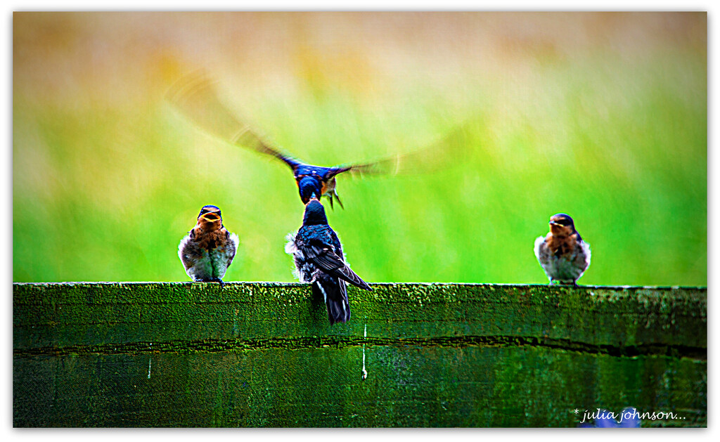 3 Little Birds by julzmaioro