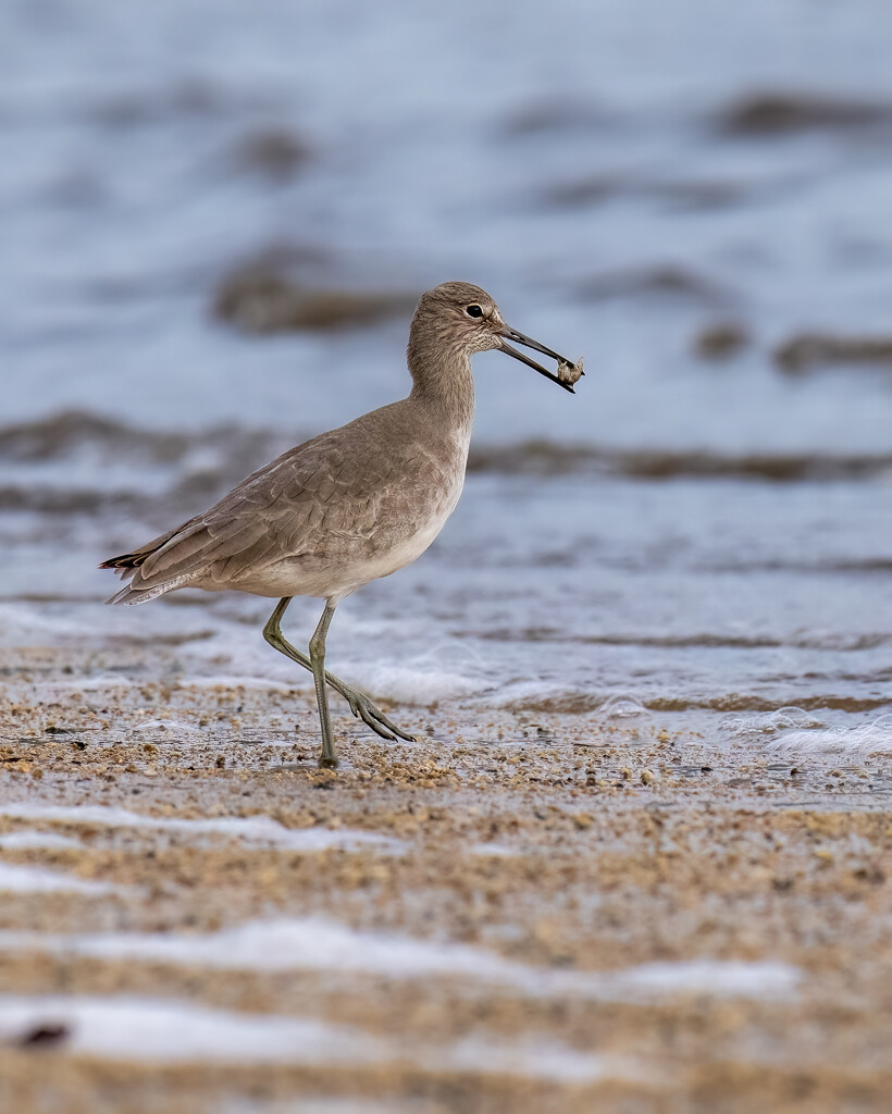 Willet Snack Time  by nicoleweg