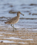13th Jan 2023 - Willet Snack Time 