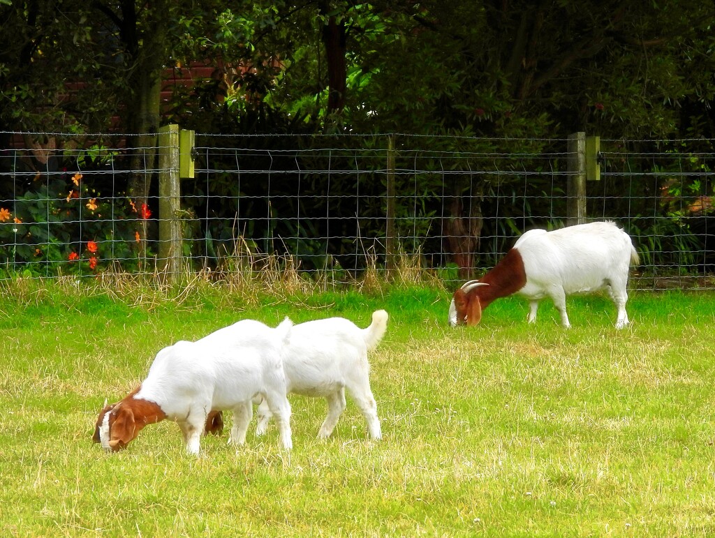 Boer Goats... by maggiemae