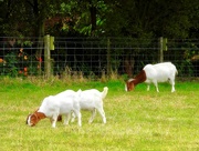 14th Jan 2023 - Boer Goats...