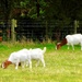 Boer Goats... by maggiemae