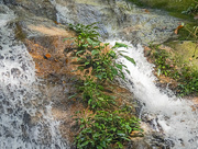 11th Jan 2023 - Batu Hampar Waterfall Kedah