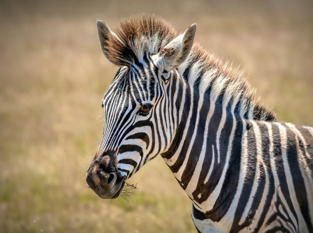 Fascinated by their stripes by ludwigsdiana
