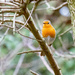 Little robin by pamknowler