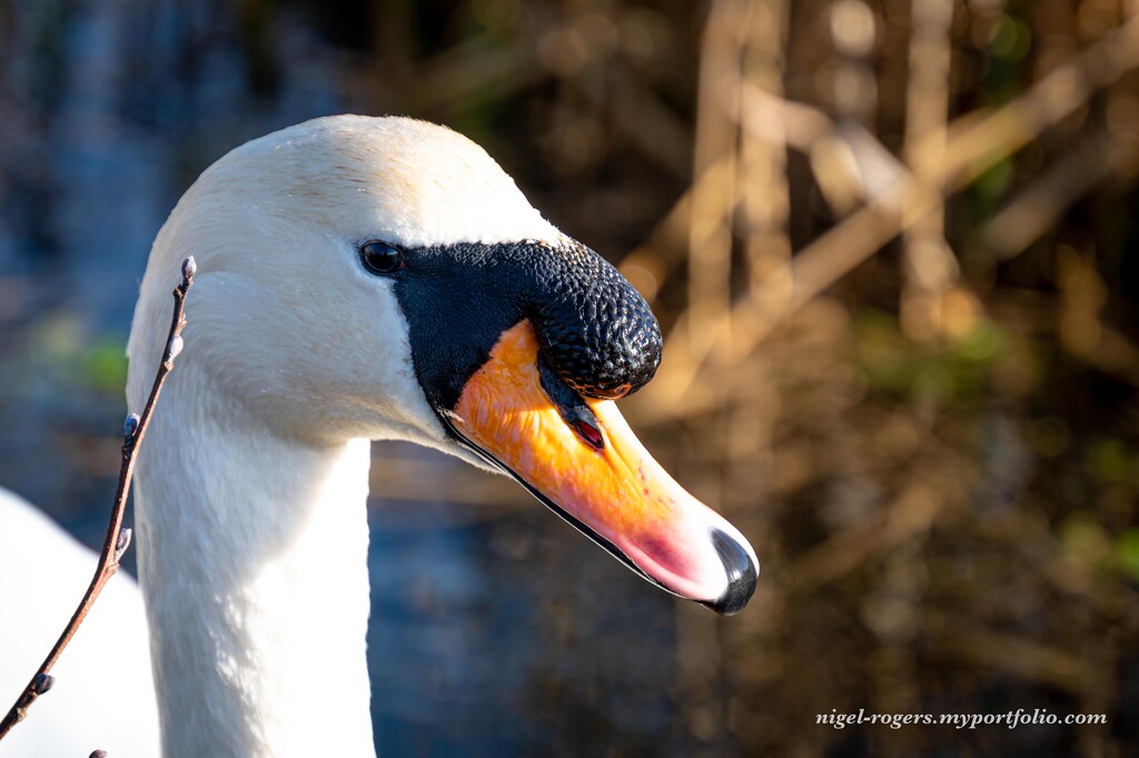 Swan by nigelrogers
