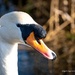 Swan by nigelrogers