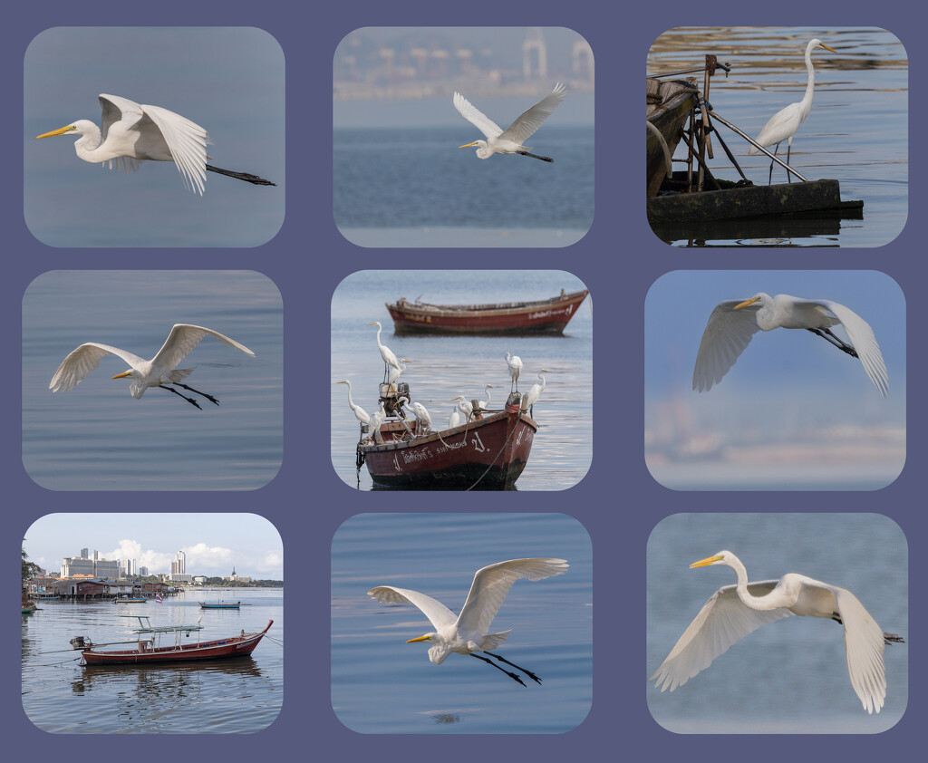 Egrets at Naklua Collage by lumpiniman