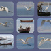 Egrets at Naklua Collage by lumpiniman