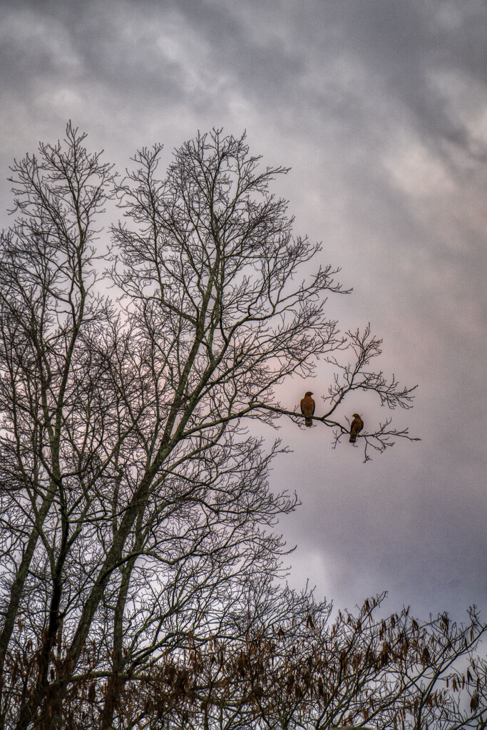 Hawk Mates by kvphoto