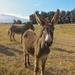 Young Donkey  by salza