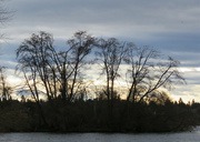 14th Jan 2023 - Tree Silhouettes