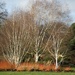 Silver Birch by fishers