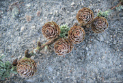 14th Jan 2023 - Frosty larch cones