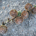 Frosty larch cones by helstor365