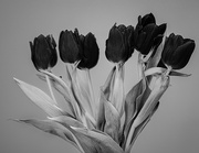 14th Jan 2023 - Tulips