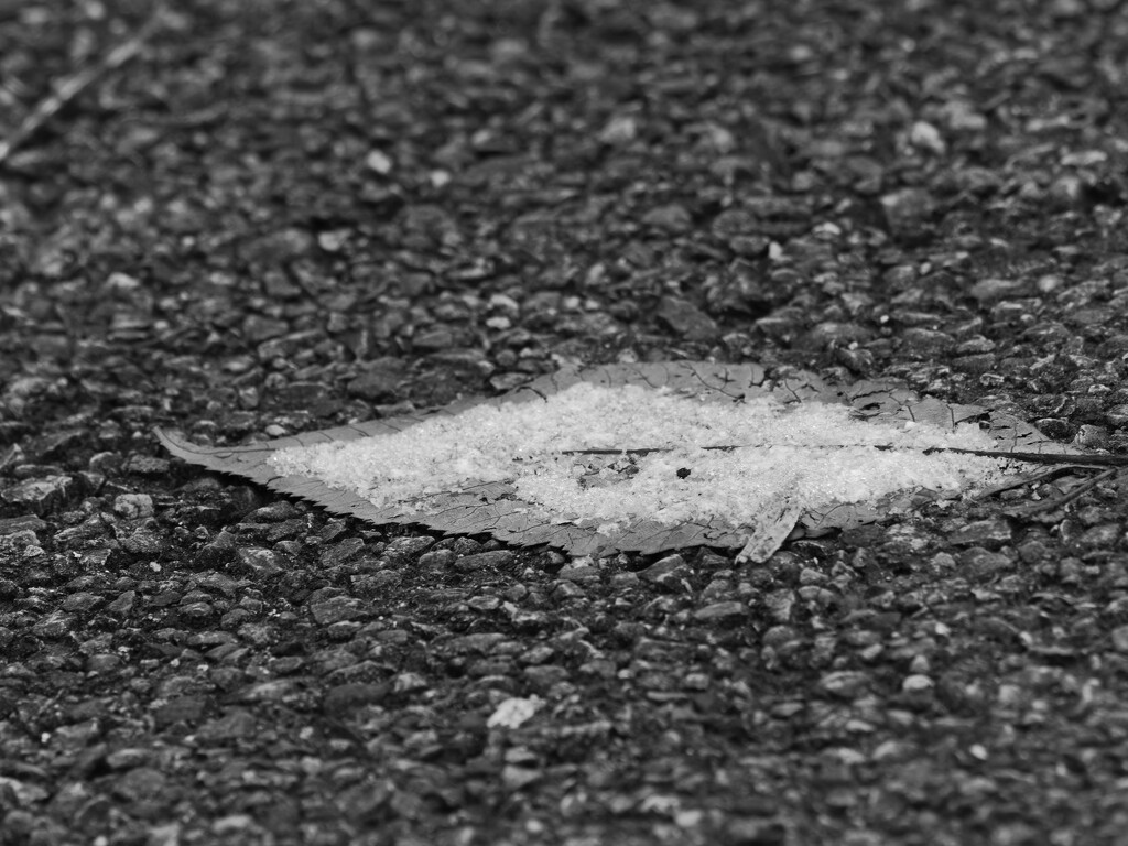 leaf on pavement dusted with snow by rminer