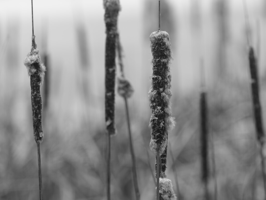 cattails by rminer