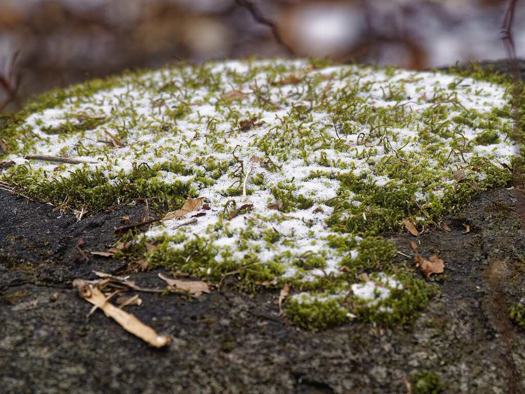 moss with snow by rminer