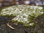 14th Jan 2023 - moss with snow
