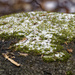 moss with snow