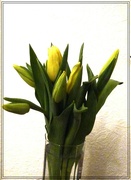 14th Jan 2023 - A bunch tulips 