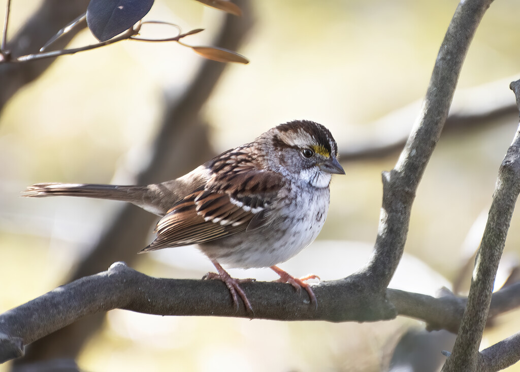 White Throated Sparrow by mccarth1