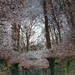 Puddle reflection turned 180 degrees! by anitaw