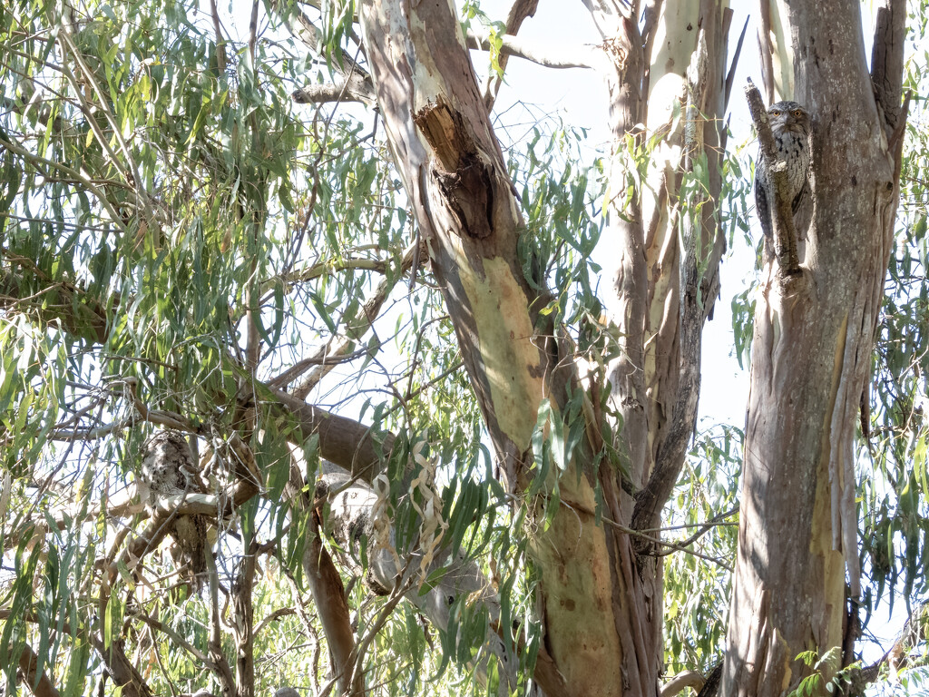 courtship by koalagardens