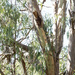 courtship by koalagardens