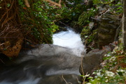 14th Jan 2023 - Dingle stream where it disappears from view.........