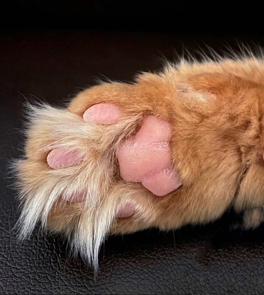 Day 14: Kitty Paw by sheilalorson