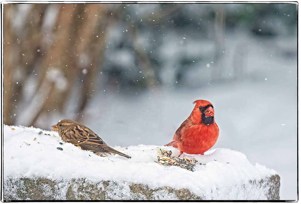 Cardinal and Sparrow by gardencat