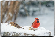 14th Jan 2023 - Cardinal and Sparrow