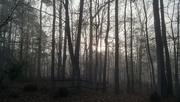 15th Jan 2023 - A foggy Carolina morning...