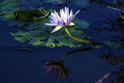 15th Jan 2023 - One Blue Water lily ~ 