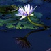 One Blue Water lily ~  by happysnaps
