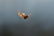 13th Jan 2023 - Floating Spider