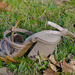 Abandoned Sandal