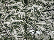 14th Jan 2023 - Snow Covered Branches