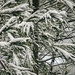 Snow Covered Branches by joansmor