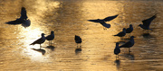 7th Jan 2023 - gulls on a frozen lake