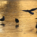 gulls on a frozen lake by ellene