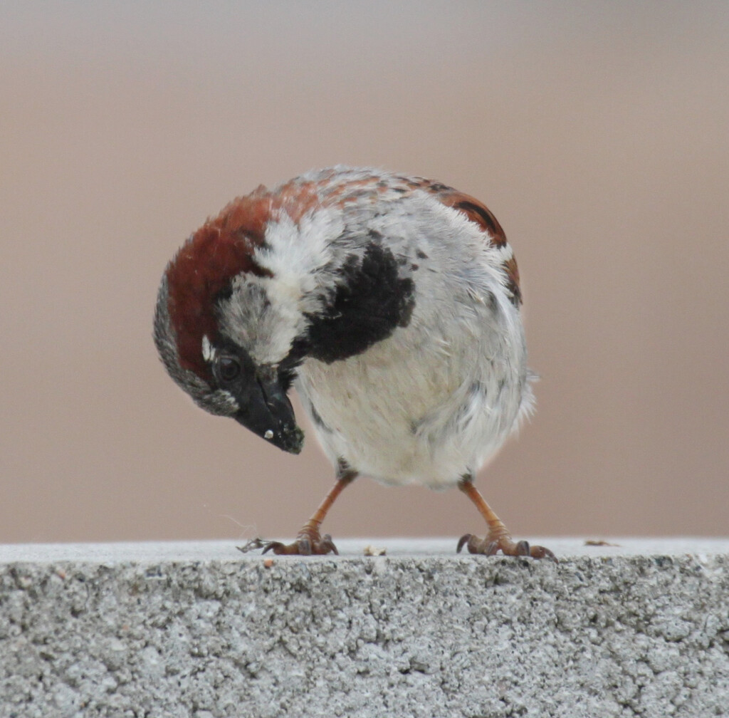 male house sparrow by ellene