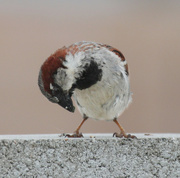 13th Jan 2023 - male house sparrow