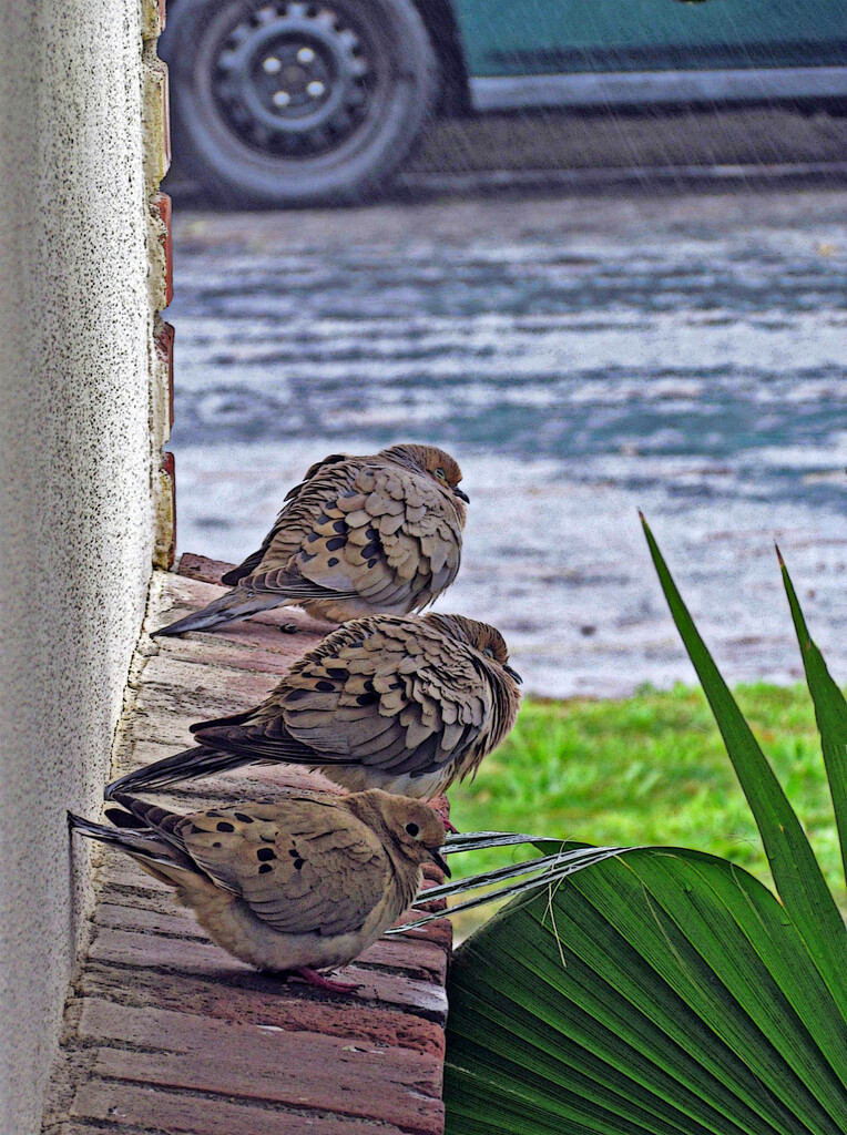 mourning doves by ellene