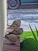 14th Jan 2023 - mourning doves
