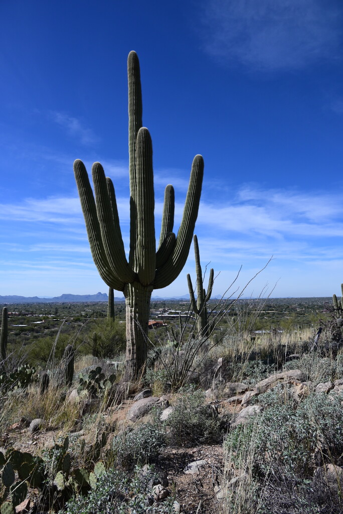 Along the Linda Vista Trail in Tucson by mdaskin