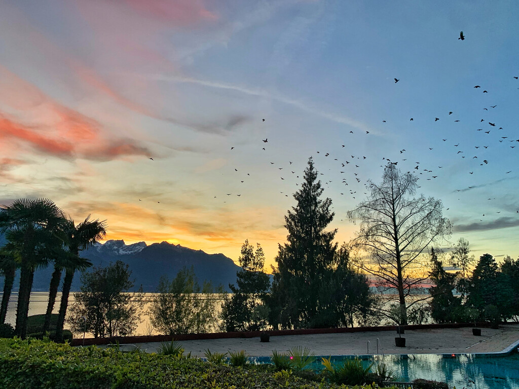 Birds and sunset.  by cocobella