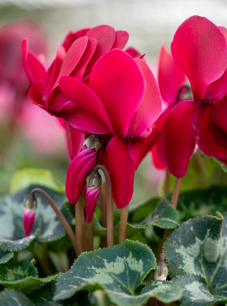 Cyclamen by cdonohoue